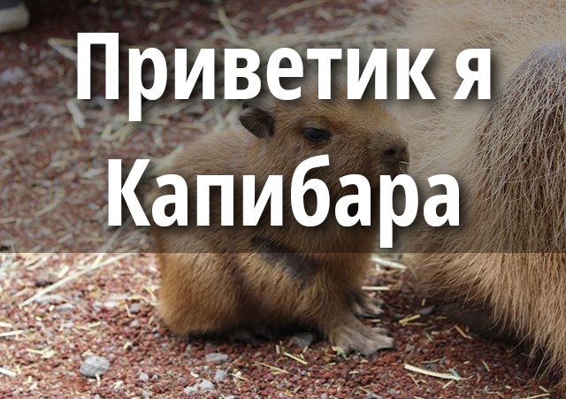 Приветик я Капибара