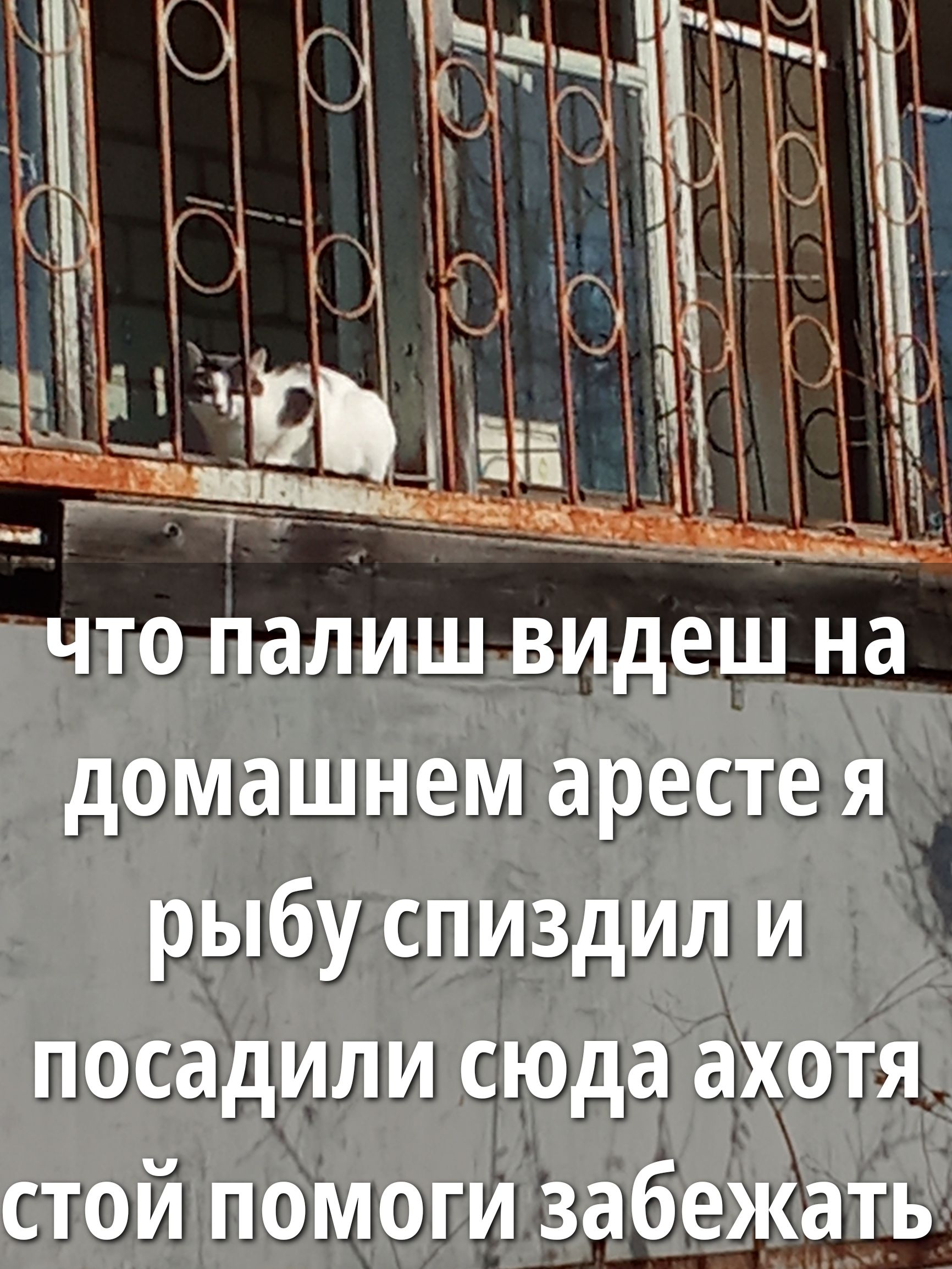 что палишь видешь на домашнем аресте я рыбу спиздил и посадили сюда ахотя стой помоги сбежать