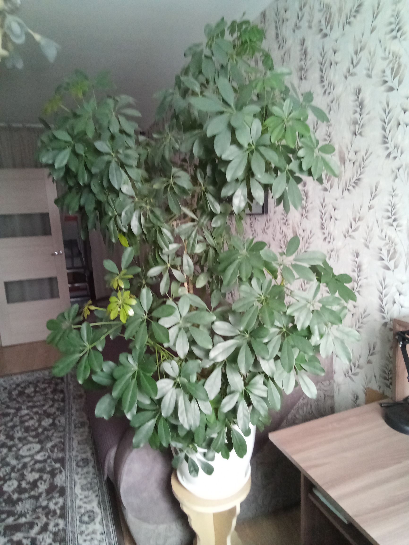 Большое комнатное растение в горшке на подставке внутри помещения.