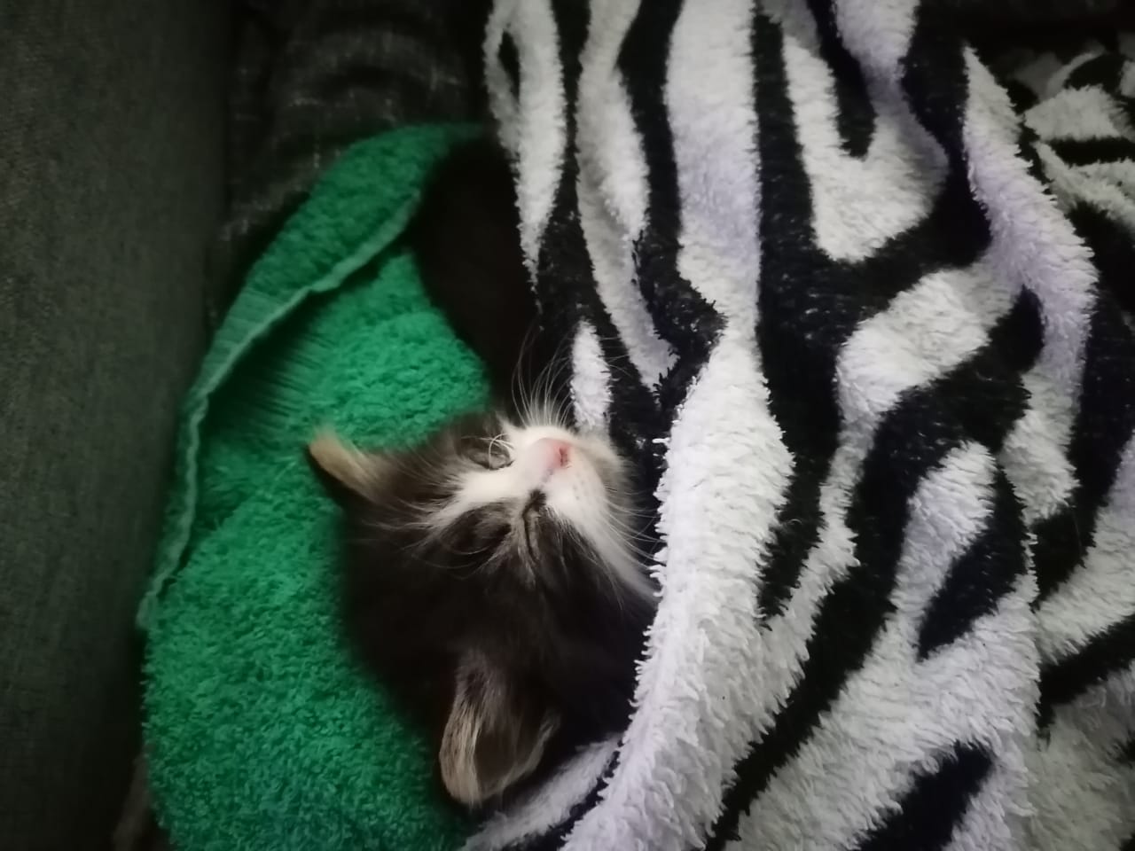 Маленький котёнок спит под одеялом.