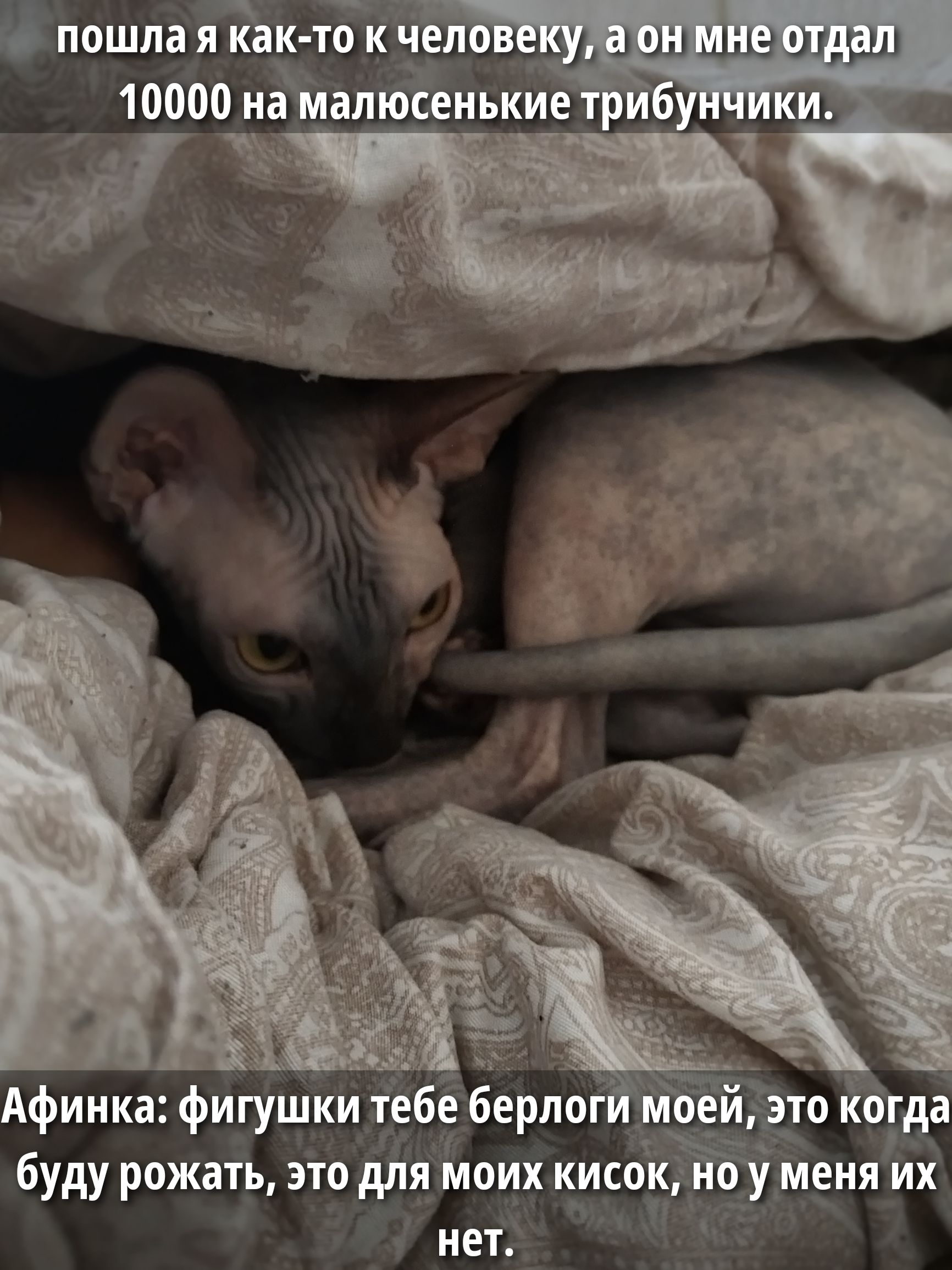 пошла я как-то к человеку, а он мне отдал 10000 на малюсенские трибунчики. Афинка: фигушки тебе берлоги моей, это когда буду рожать, это для моих кисок, но у меня их нет.