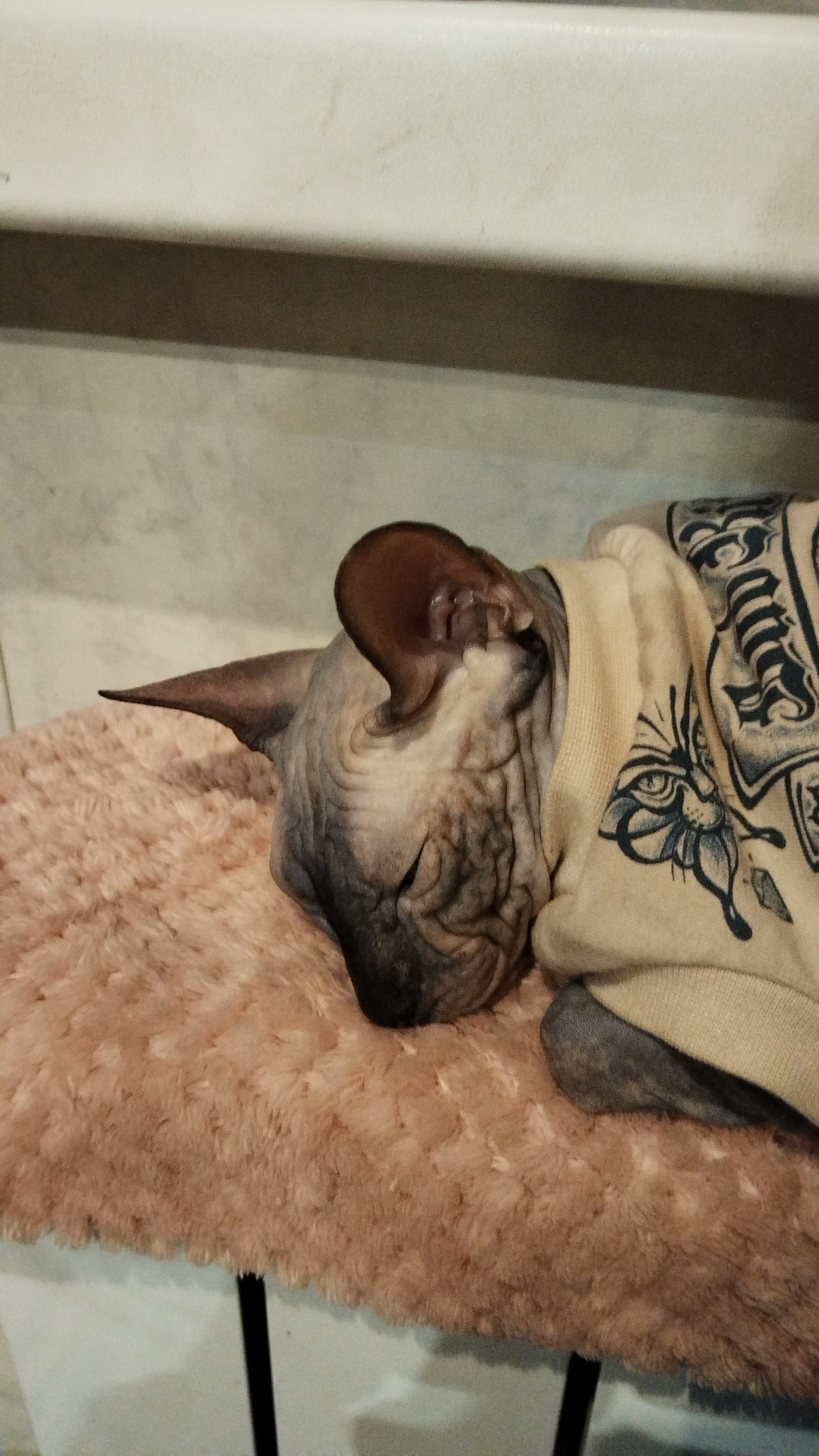 нет текста на изображении