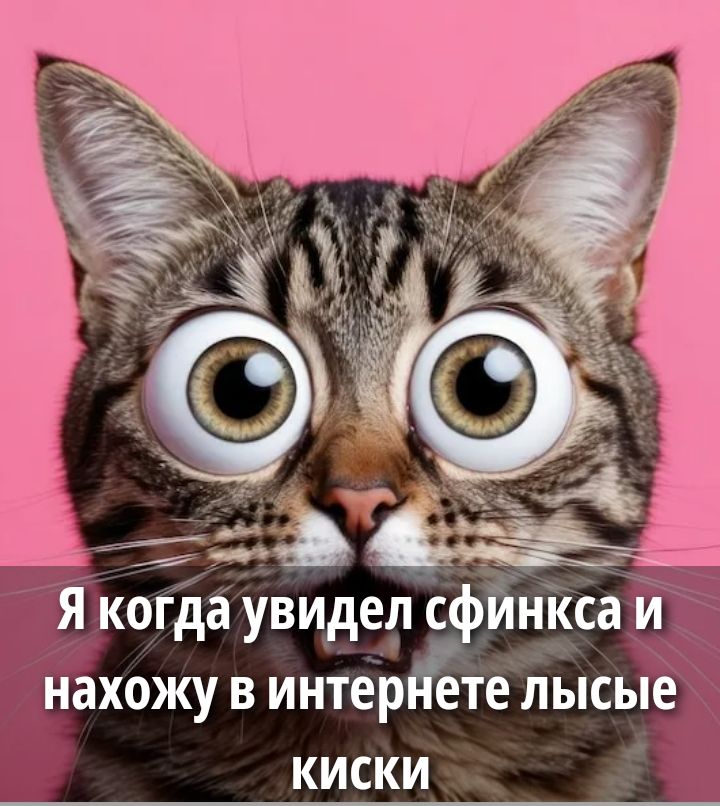 Я когда увидел сфинкса и нахожу в интернете лысые киски