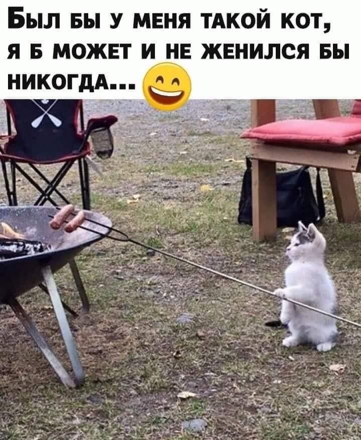 БЫЛ БЫ У МЕНЯ ТАКОЙ КОТ, Я Б МОЖЕТ И НЕ ЖЕНИЛСЯ БЫ НИКОГДА... 😄