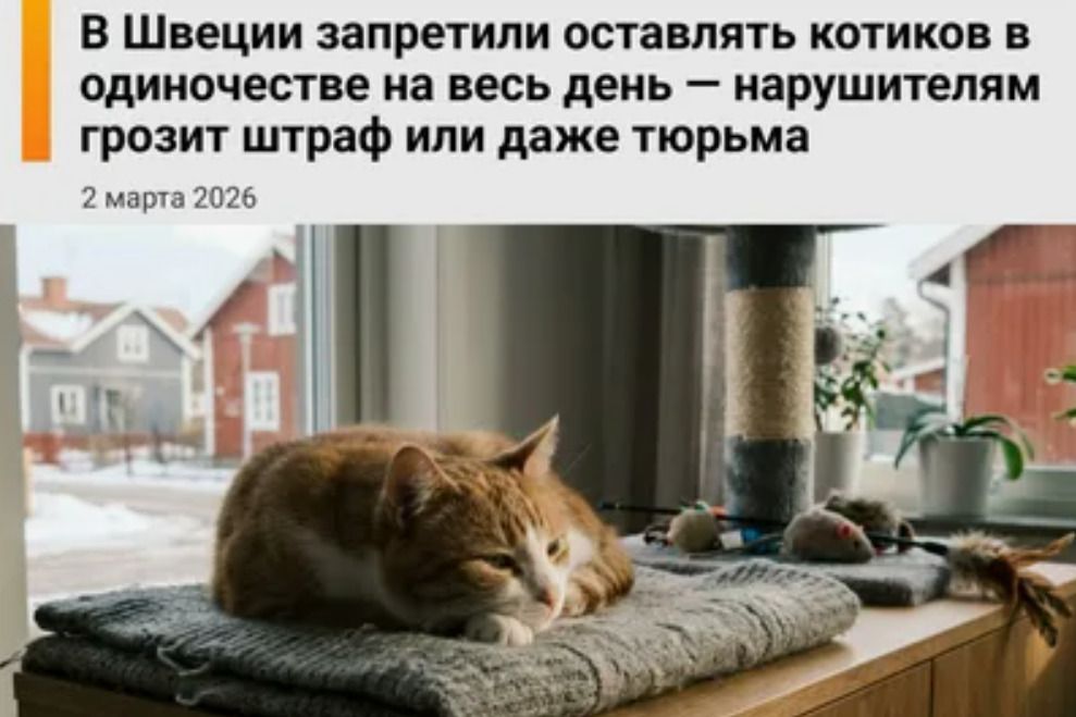 В Швеции запретили оставлять котиков в одиночество на весь день — нарушителям грозит штраф или даже тюрьма