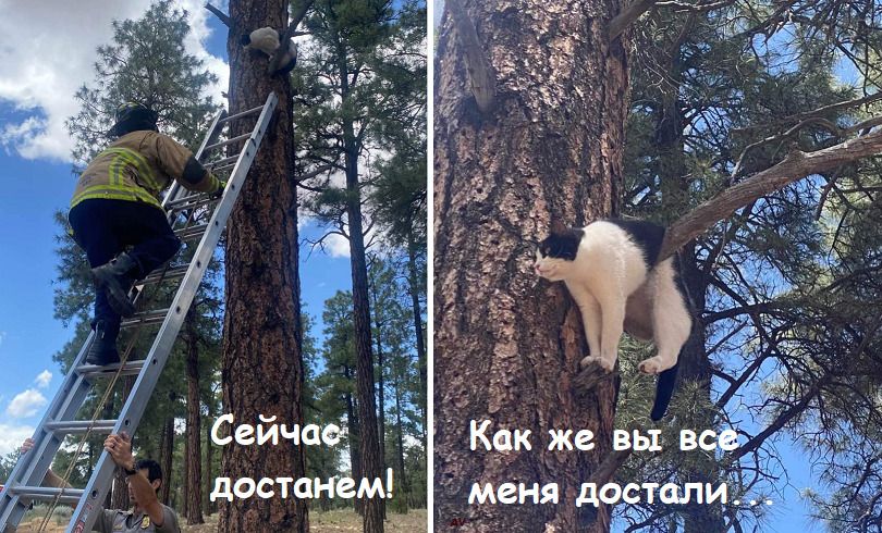 Сейчас достанем! Как же вы все меня достали