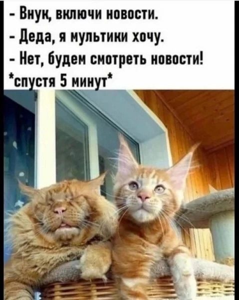 - Внук, включи новости. - Деда, я мультфики хочу. - Нет, будем смотреть новости! *спустя 5 минут*
