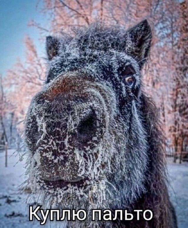 Куплю пальто