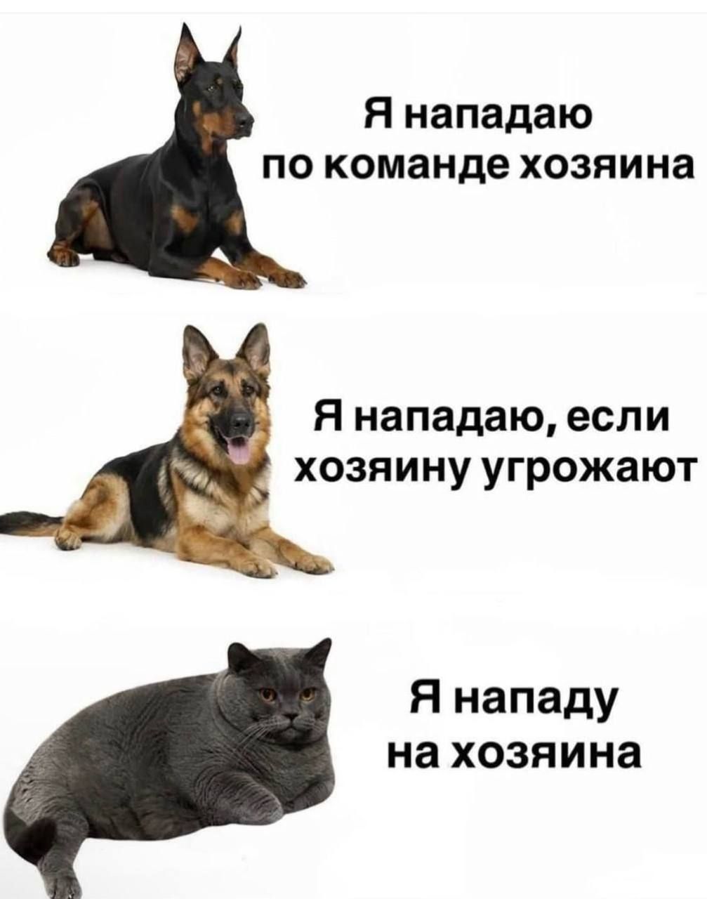 Я нападаю по команде хозяина\nЯ нападаю, если хозяину угрожают\nЯ нападу на хозяина