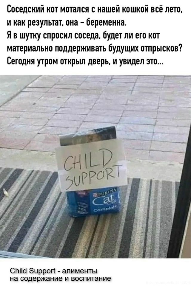 Соседский кот мотался с нашей кошкой всё лето, и как результат, она — беременна. Я в шутку спросил соседа, будет ли его кот материально поддерживать будущих отпрысков? Сегодня утром открыл дверь, и увидел это... CHILd SUPPORT
