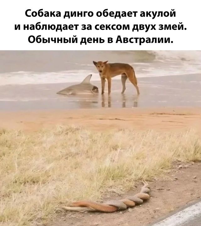 Собака динго обедает акулой и наблюдает за секом двух змей. Обычный день в Австралии.