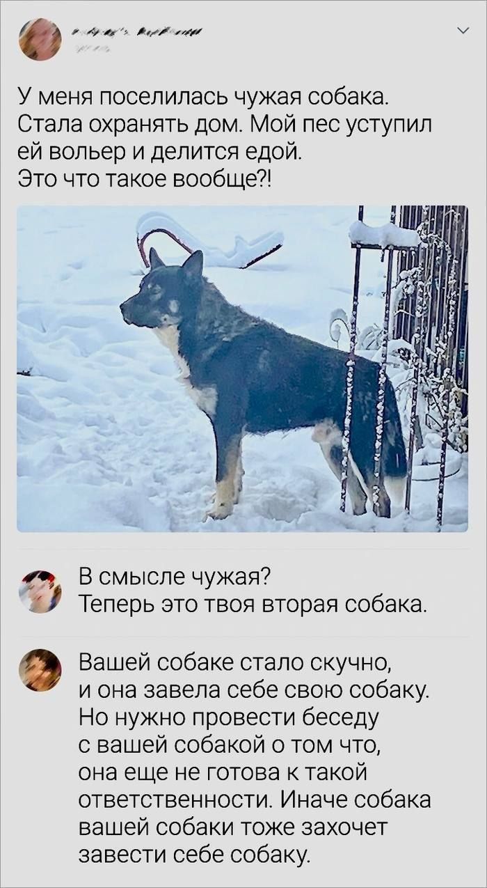 У меня поселилась чужая собака. Стала охранять дом. Мой пес уступил ей вольер и делится едой. Это что такое вообще?! В смысле чужая? Теперь это твоя вторая собака. Вашей собаке стало скучно, и она завела себе свою собаку. Но нужно провести беседу с вашей собакой о том, что она еще не готова к такой ответственности. Иначе собака вашей собаки тоже захочет завести себе собаку.