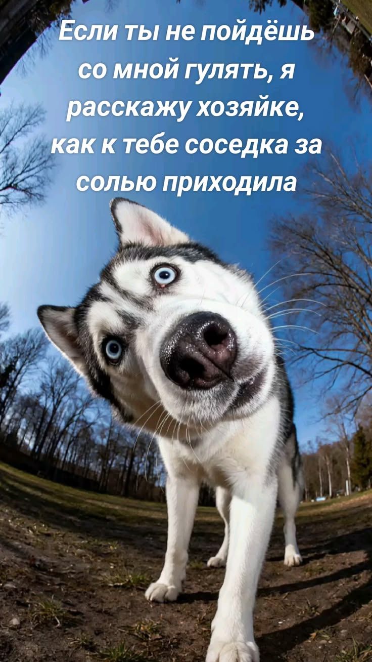 Если ты не пойдёшь со мной гулять, я расскажу хозяйке, как к тебе сосед за солью приходила