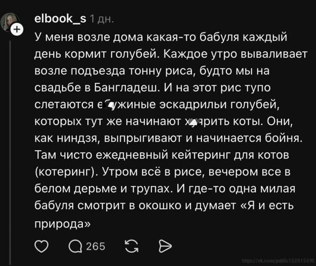 у меня возле дома какая-то бабуля каждый день кормит голубей. Каждое утро вываливает возле подъезда тонну риса, будто мы на свадьбе в Бангладеш. И на этот рис тупо слетаются голуби, которых тут же начинают есть коты. Они, как ниндзя, выпрыгивают и начинается бойня. Там чисто ежедневный кейтеринг для котов. Утром всё в рисе, вечером все в белом дерьме и трупах. И где-то одна милая бабуля смотрит в окошко и думает «Я и есть природа»