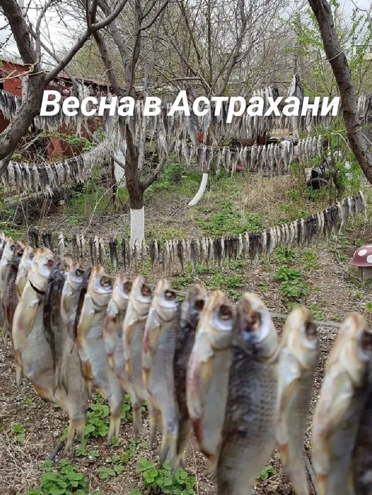 Весна в Астрахани