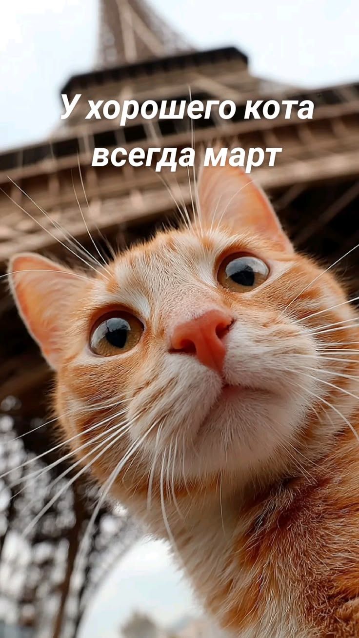 У хорошего кота всегда март