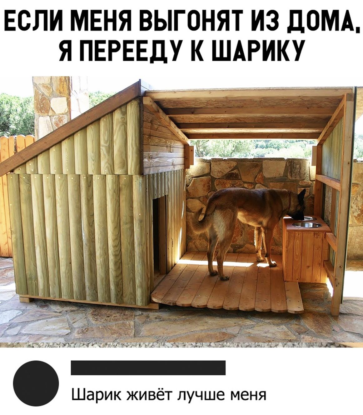 ЕСЛИ МЕНЯ ВЫГОНИТ ИЗ ДОМА, Я ПЕРЕЕДУ К ШАРИКУ Шарик живёт лучше меня