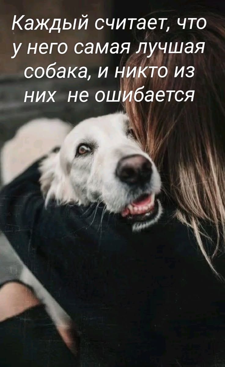 Каждый считает, что у него самая лучшая собака, и никто из них не ошибается