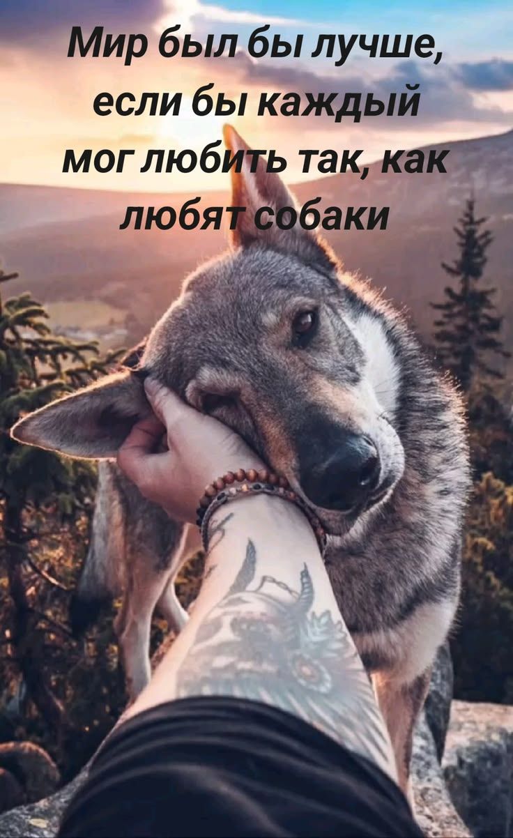 Мир был бы лучше, если бы каждый мог любить так, как любят собаки