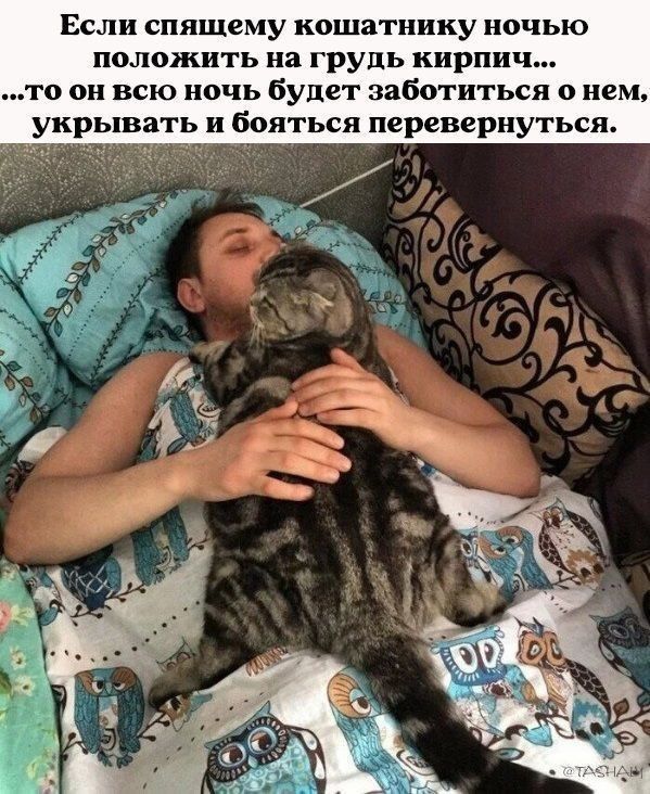 Если спящему кошатику ночью положить на грудь кирпич... то он всю ночь будет заботиться о нем, укрывать и бояться перевернуться.