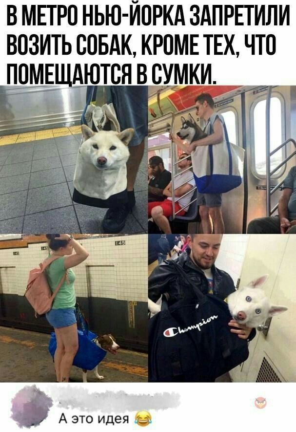 В метро Нью-Йорка запретили возить собак, кроме тех, что помещаются в сумки. А это идея 😂