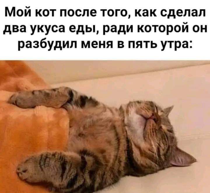 Мой кот после того, как сделал два укуса еды, ради которой он разбудил меня в пять утра: