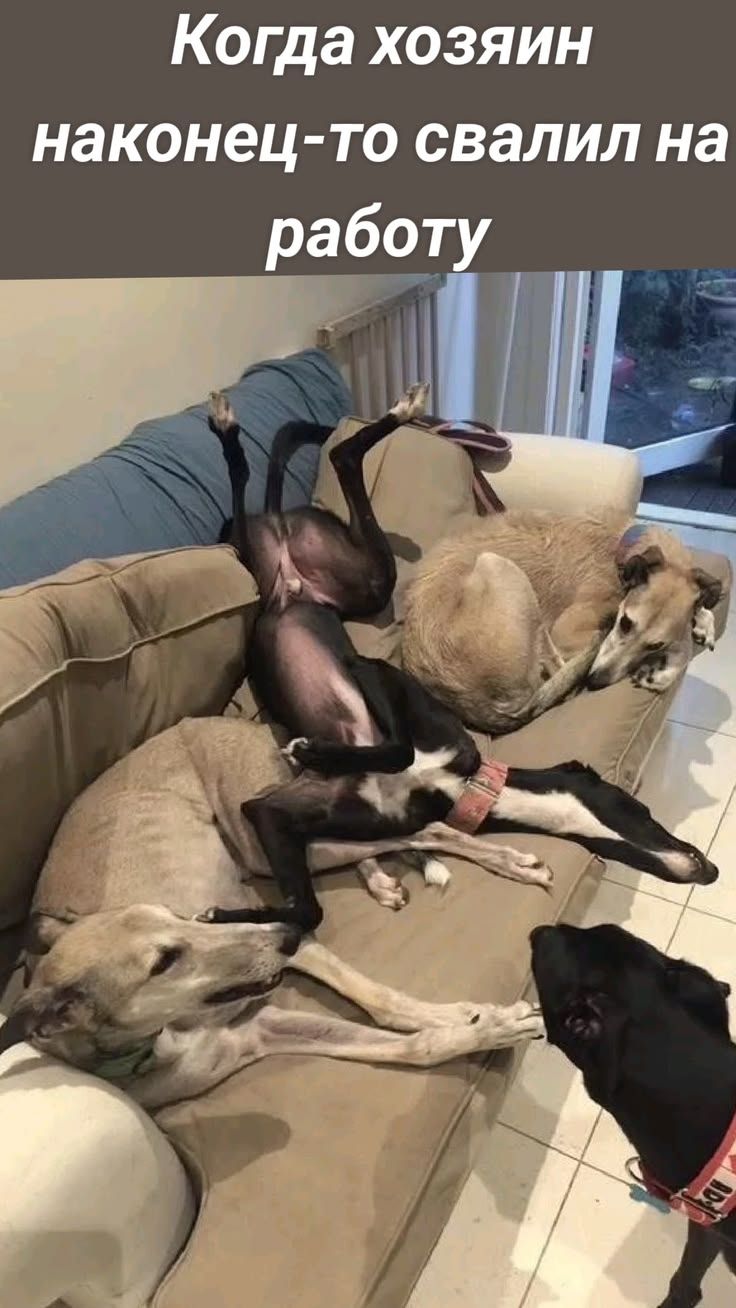 Когда хозяин наконец-то свалил на работу