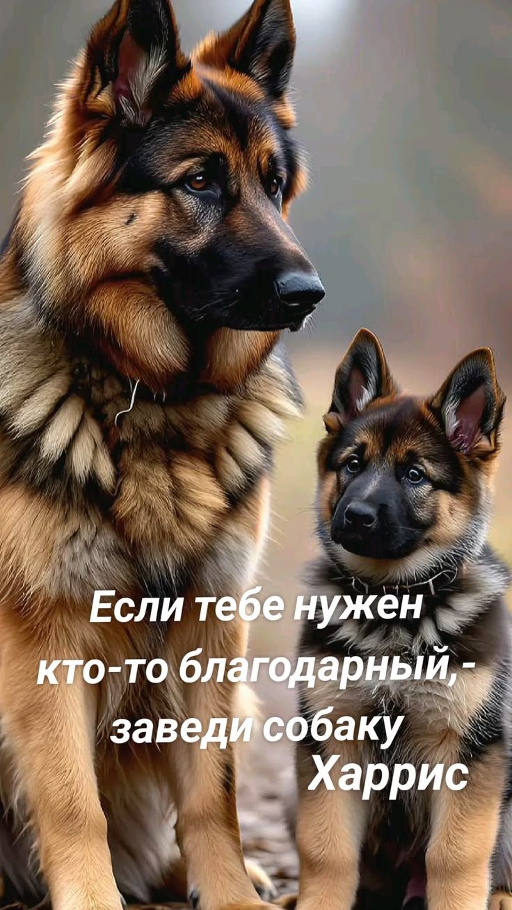 Если тебе нужен кто-то благодарный, - заведи себе собаку Харрис