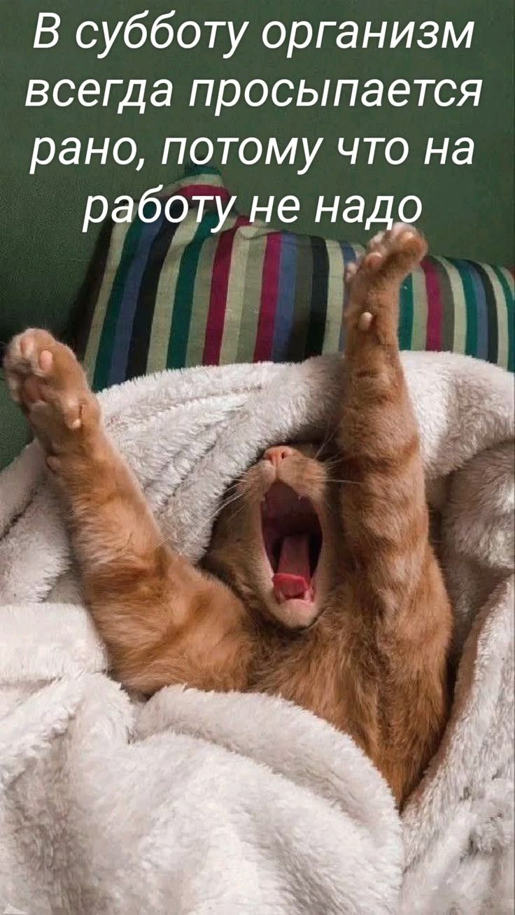 В субботу организм всегда просыпается рано, потому что на работу не надо