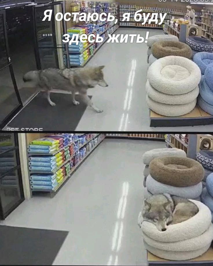 Я остаюсь, я буду здесь жить!