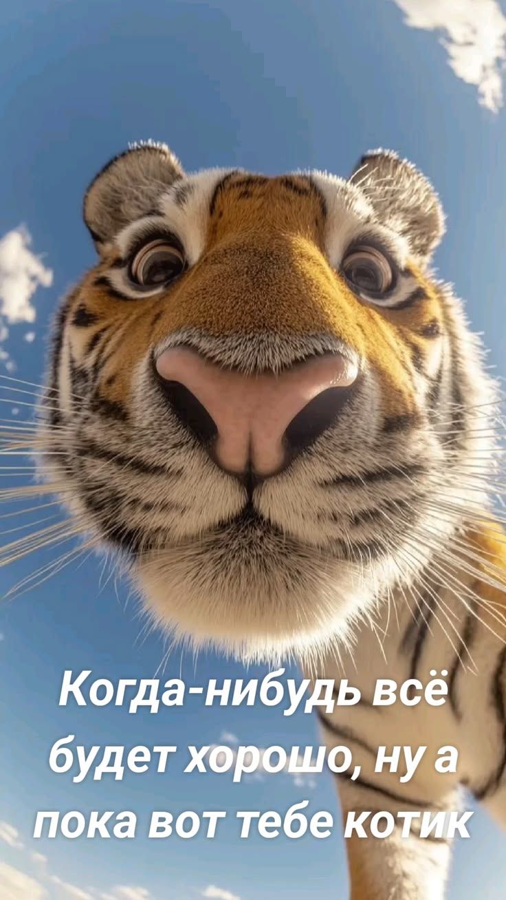 Когда-нибудь всё будет хорошо, ну а пока вот тебе котик