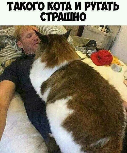 ТАКОГО КОТА И РУГАТЬ СТРАШНО