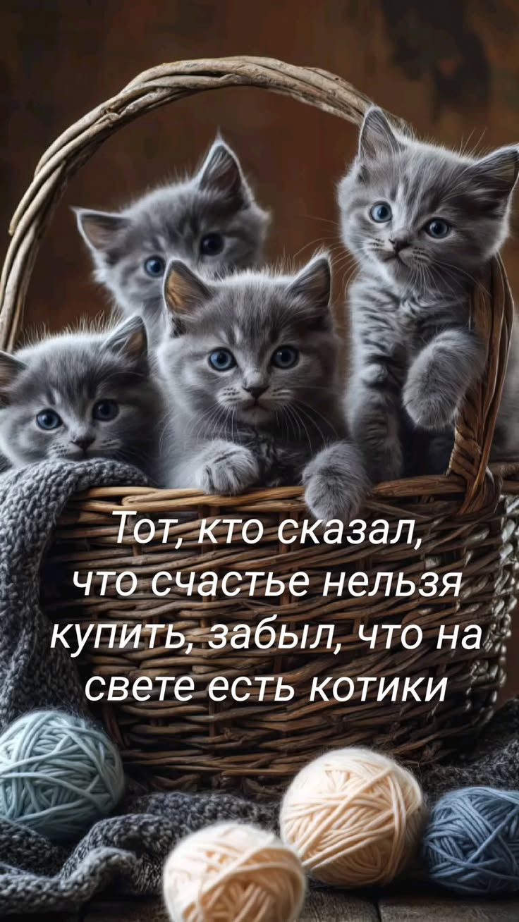 Тот, кто сказал, что счастье нельзя купить, забыл, что на свете есть котики