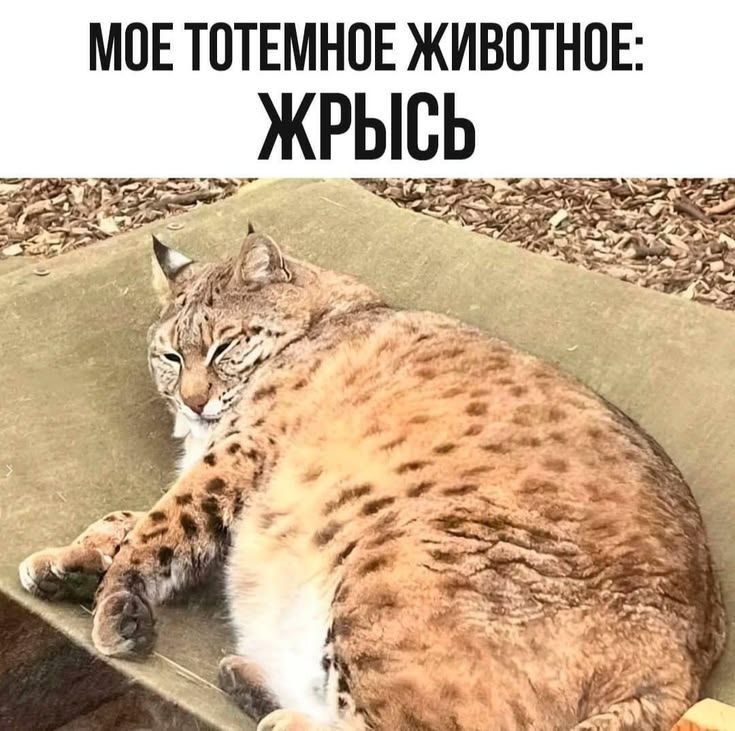 МОЕ ТОТЕМНОЕ ЖИВОТНОЕ: ЖРЫСЬ