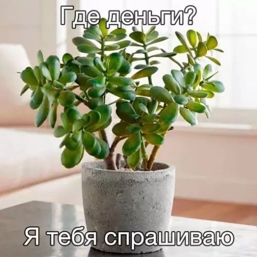Где деньги? Я тебя спрашиваю