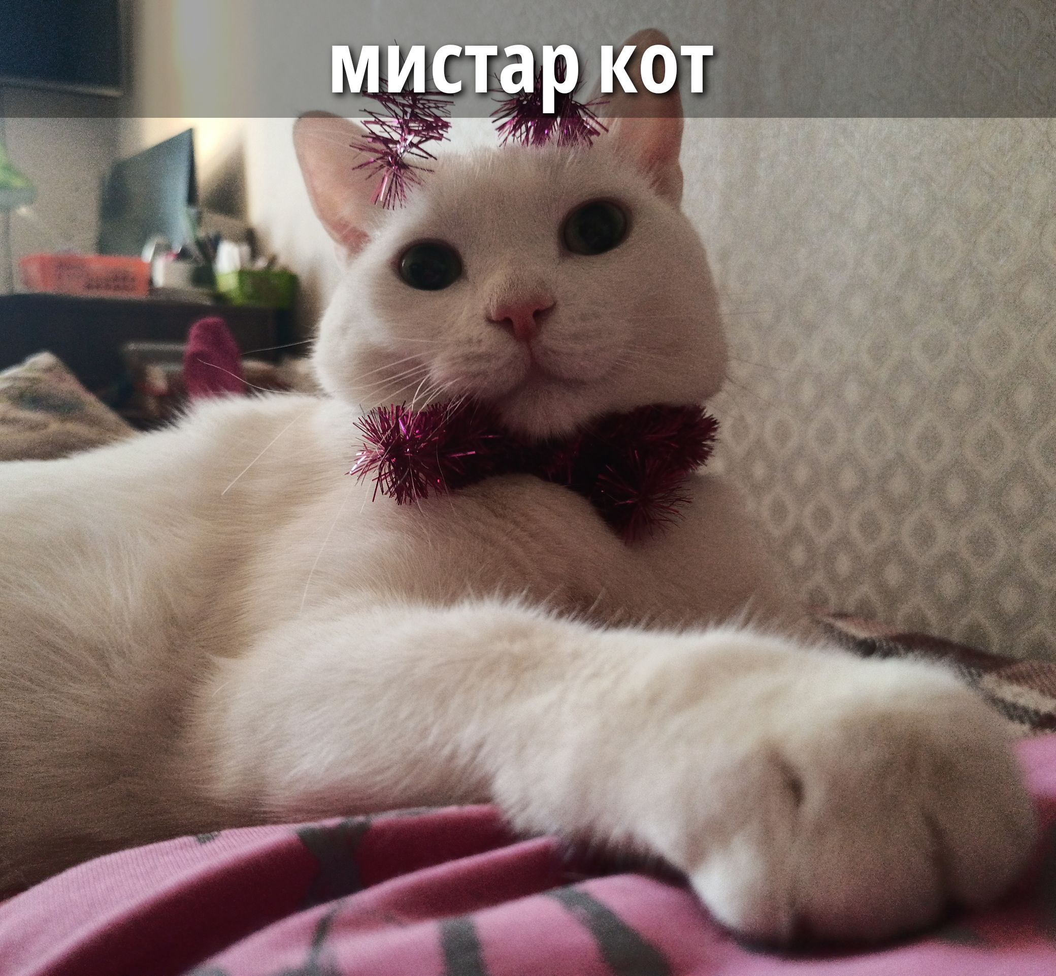 мистар кот
