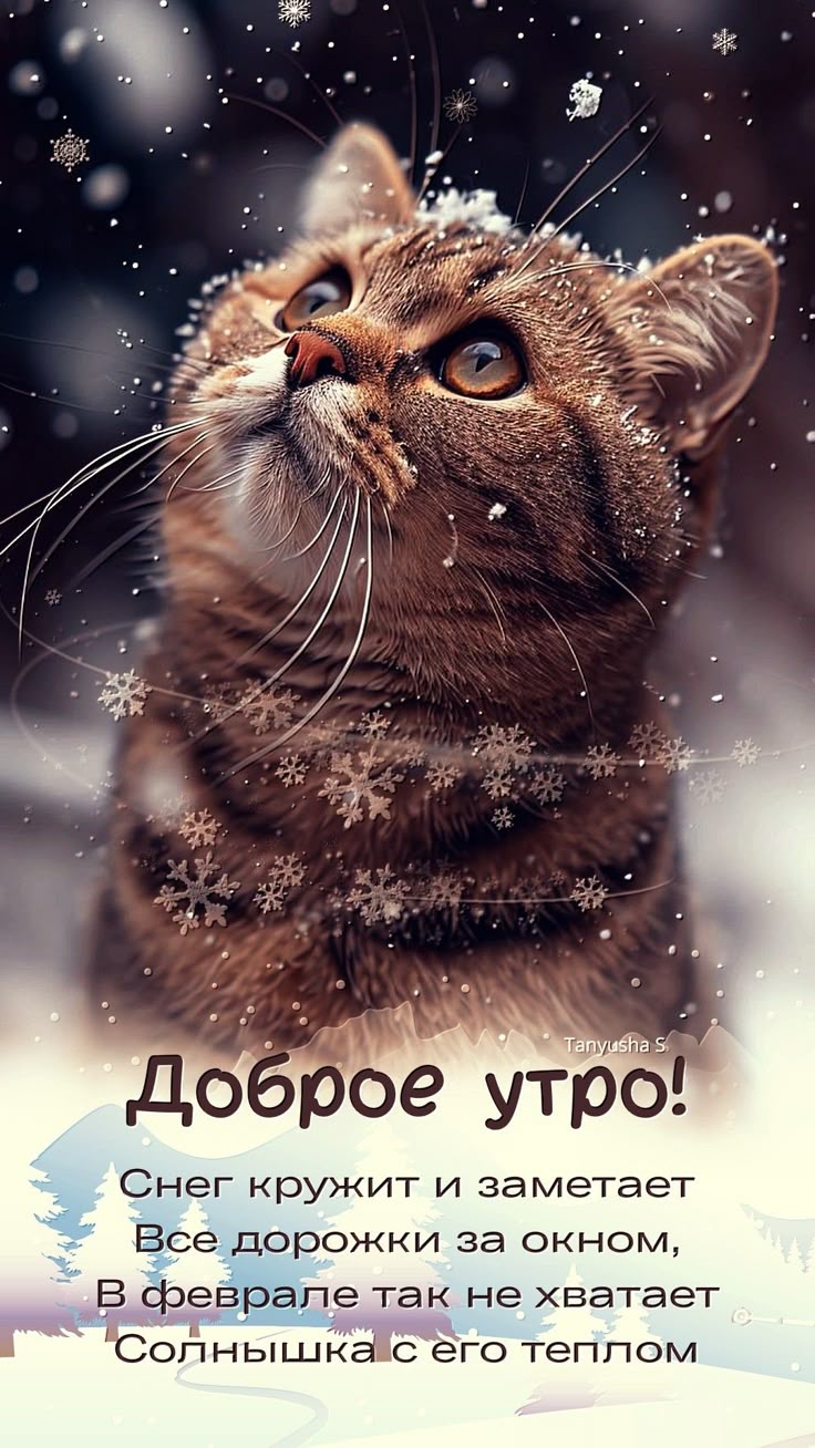 Доброе утро! Снег кружит и заметает Все дорожки за окном, В феврале так не хватает Солнышка с его теплом