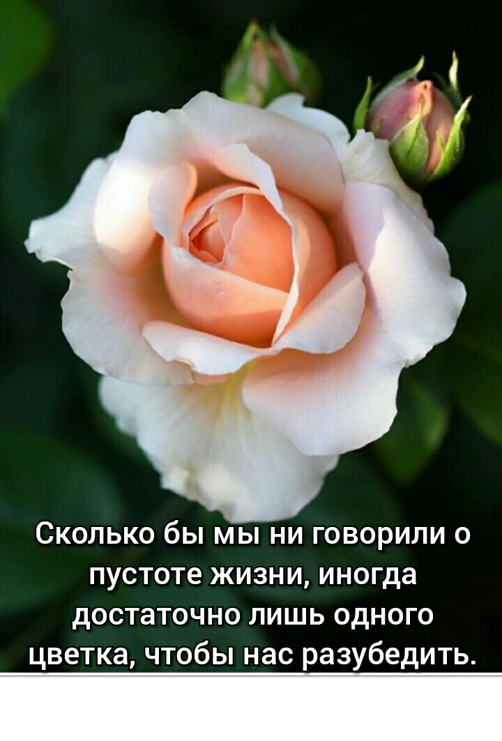 Сколько бы мы ни говорили о пустоте жизни иногда достаточно лишь одного цветка чтобы нас разубедить