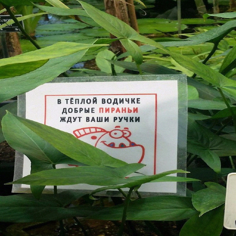 В ТЁПЛОЙ ВОДИЧКЕ дОБРЫЕ ПИРАНЬИ ЖДУТ ВАШИ РУЧКИ