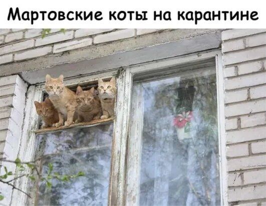 МОРТОВСКИС КОТЫ НО КОРОНТИНЗ