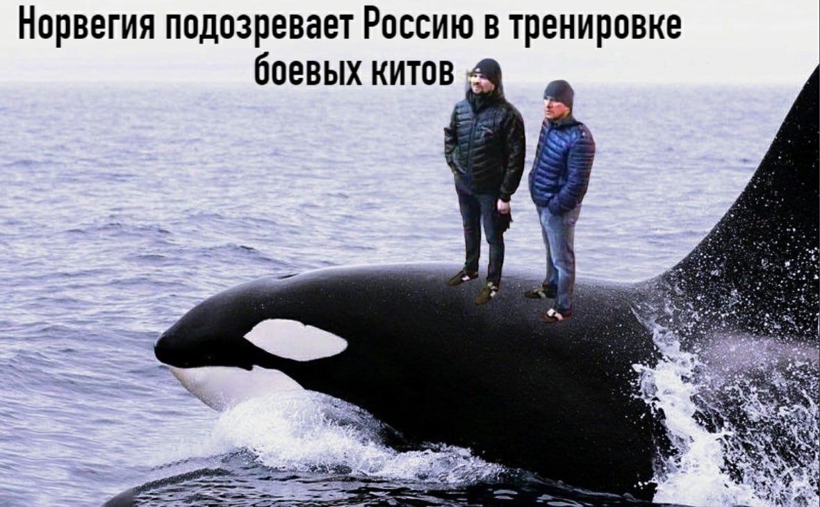Норвегия подозревает Россию в тренировке боевых китов