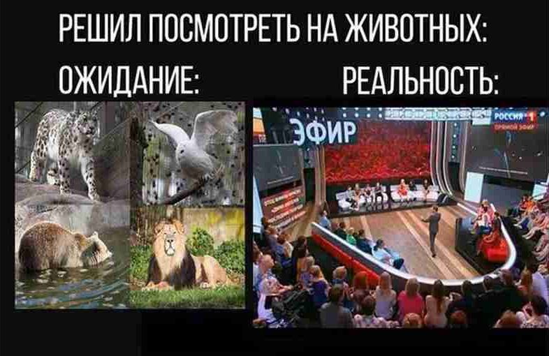РЕШИЛ ПОСМОТРЕТЬ нд ЖИВОТНЫХ ожидднид _ _ РЕАЛЬНОСТЬ _