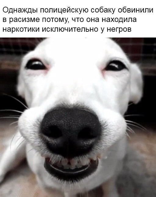Однажды полицейскую собаку обвинили в расизме потому что она находила наркотики исключительно у негров