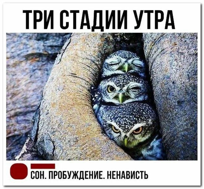 СТАДИИ УТРА ТРИ СПН ПРПБУЖЛЕНИЕ НЕНАВИВТЬ