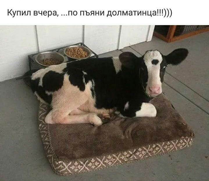 Купил вчера по пьяни долматинца