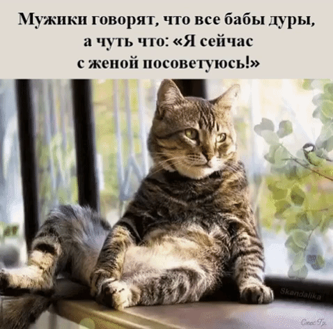 Мужики говорят что все бабы дуры а чупь по Я сейчас еиой посоветуюсь