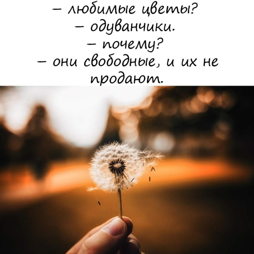 Аюбымые цбеты одубаниыкы почему оны свободные и их не продают