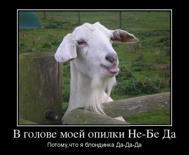 В голове моей опилки НеБе Да Потомудто я блондинка Да Да Да