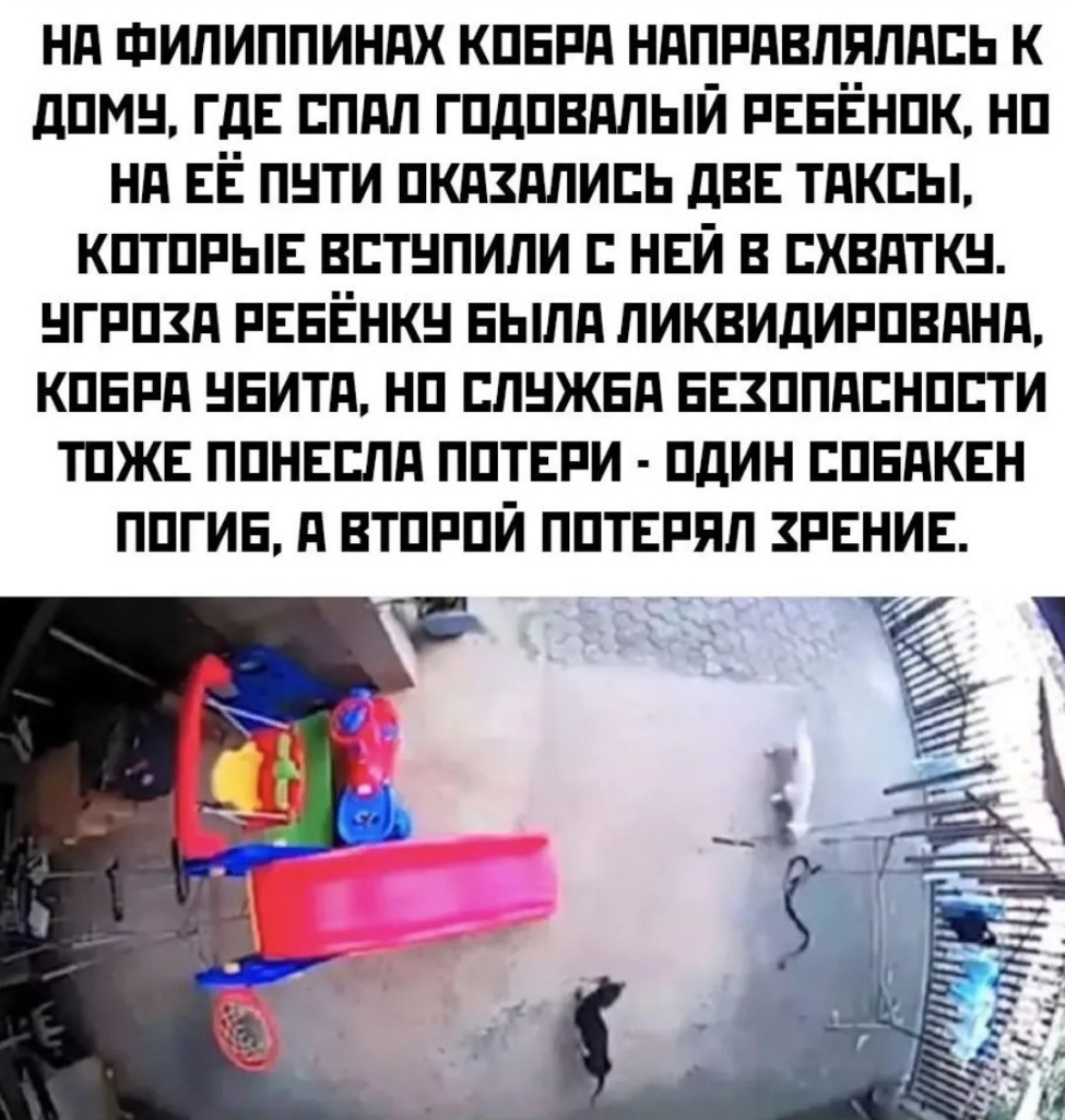 Нд ФИЛИППИНПХ КПЕРд НдПРдВЛЯЛдЕЬ К дПМН ГДЕ ЕПдЛ ГПДПВПЛЫЙ РЕЕЁНПК НП Нд ЕЁ П ТИ ПКПЗПЛИЕЬ дВЕ ТПКЕЫ КПТПРЫЕ ВЕТНПИПИ НЕЙ В ЕХВПТКН НГРПЗП РЕЕЁНКН ЕЫЛд ЛИКВИДИРПВдНд КПЕРд НЕИТд НП ЕПНЖЕП БЕЗППдЕНПЕТИ ТПЖЕ ППНЕЕЛд ППТЕРИ ПДИН ЕПЕПКЕН ППГИЕ д ВТПРПЙ ППТЕРЯЛ ЗРЕНИЕ кг