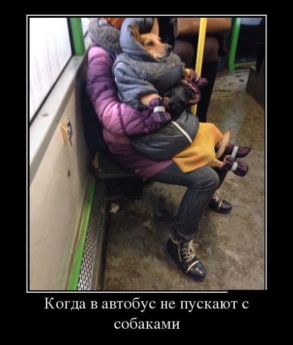 Когда в автобус не пускают с собаками